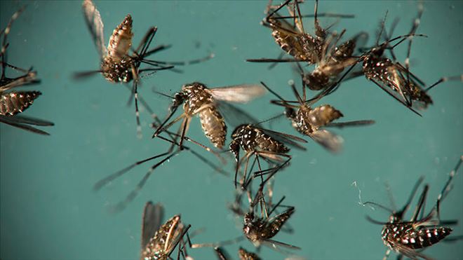Sivrisinekler neden bazı kişileri daha fazla ısırır?