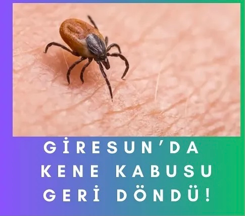 KENE KABUSU GERİ DÖNDÜ!