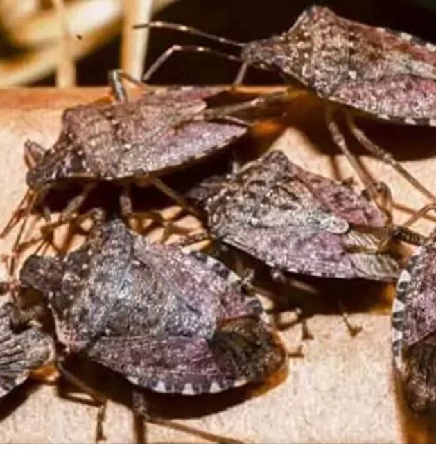 Kahverengi Kokarca ile Mücadele Çağrısı‼️  