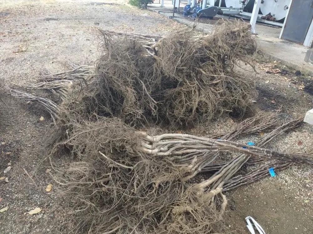 **Alucra Neden Ceviz–Badem Projesinin Dışında Kaldı; Yanıt Bekleyen Sorular Artıyor**